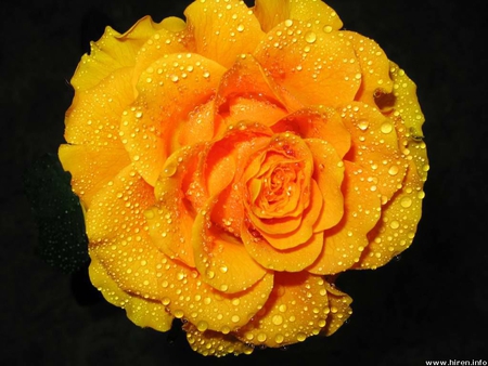 Wet Big Orange Rose. - desire, wet, excitement, passion