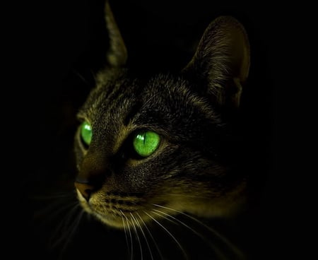 GREEN EYES FOR HELEN - eyes, friend, green, cat