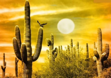 Desert Plants - picture, eagle, beautiful, desert, plants