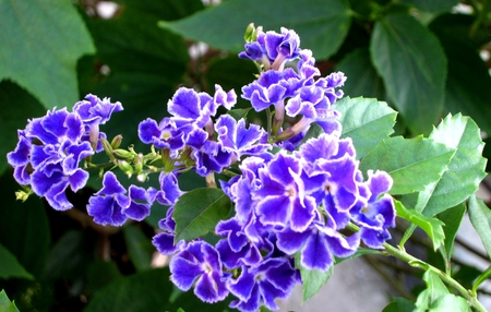 Duranta repens cv - pretty, graceful flower, poisonous fruits, violet blue