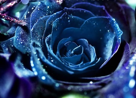 Blue rose - pretty, blooms, blossoms, blue, beautiful, photography, bud, lovely, flower, petals, nature, soft, rose, plants, delecate