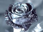 Metallic rose