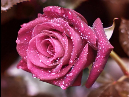 magical rose - pretty, blooms, blossoms, beautiful, photography, bud, lovely, flower, petals, nature, soft, rose, plants, delecate