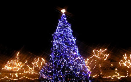 â€áƒ¦*â€¢.¸¸.â€¢*â–â€XMAS IN TOWNâ€áƒ¦*â€¢.¸¸.â€¢*â–â€ - purple, tree, xmas, light