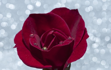 super red - pretty, blooms, blossoms, beautiful, photography, bud, lovely, flower, petals, nature, soft, rose, plants, delecate