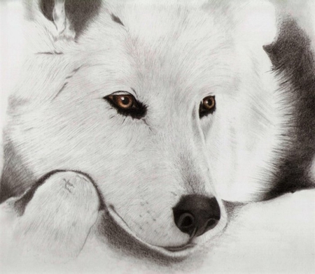 White Black Wolf - faded, wolf, dog, wolves, black, white, animal, dogs, painting