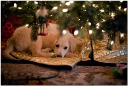 áƒ¦ Family member awaits Christmas áƒ¦ - family member, animals, sweetheart, sweet puppy, joyglow, spirit, labrador, dogs, family, faith, love, peace, christmas atmosphere, warmth, lovely, christmas tree, holidays, golde, beautiful, believe, hope, lights