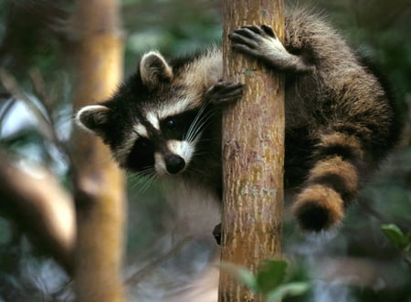 Racoon on Tree - racoon, on tree, picture, beautiful