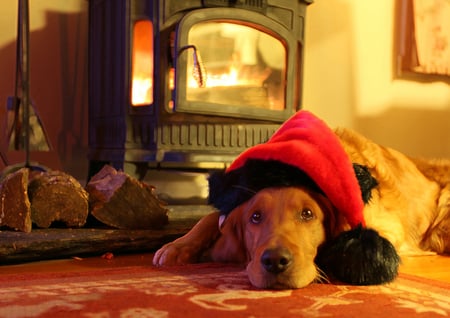 A Golden Christmas - hat, christmas, retriever, red, canine, dog, golden