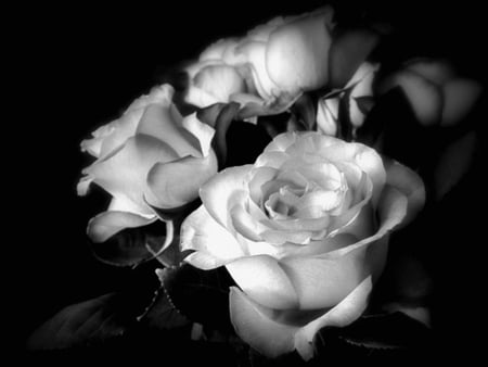 White roses - tenderness, white roses, beauty, petals, flowers, soft, rose, black and white, softness