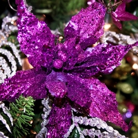 Purple glow for Christmas