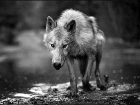 WOLF - wolf, alone, animals, photography, bw, vagabond