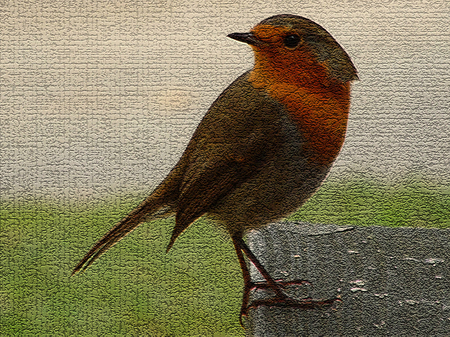 Red Robin - robin, gardeners friend, red breast, bird