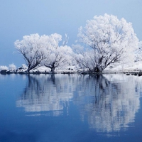 Frosted willow tree