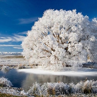 Winter tree