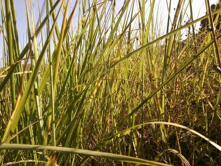 a grass field - laza, djole, maja, marjan