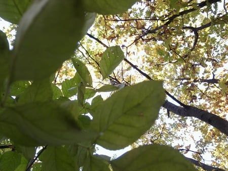 a tree in a forest in Serbia... - maja, marjan, djole, laza