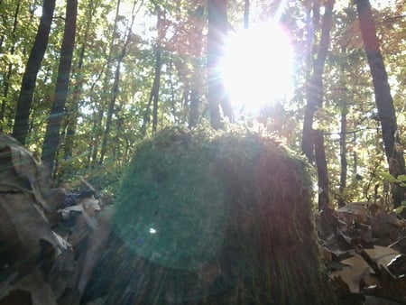 a dead tree in a forest in serbia - maja, marjan, djole, laza