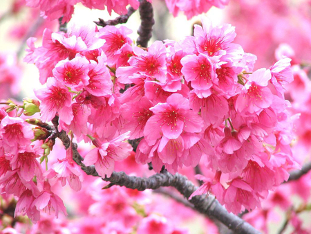 Fruit tree flowers - flowers, fruit, trees, pink