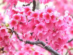 Fruit tree flowers