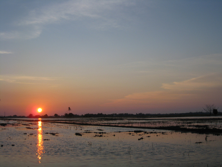 sunset in paddy field - calm, nice, sunset, beautiful