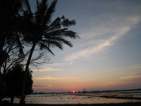 too far to hold - calm, paddy field, sunset, beautiful