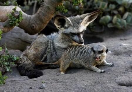 SCRATCH MY BACK - wildlife, fox, rodent, meerkat, canine