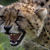 SEE MY SHARP TEETH