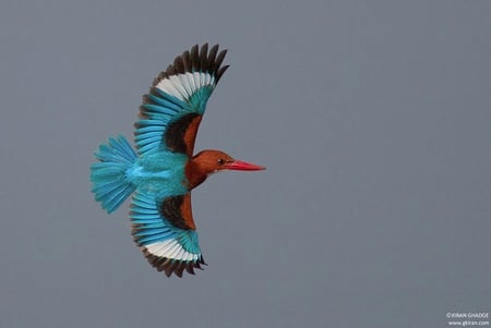 KINGFISHER AIRLINE - bird, kingfisher, flight, feathers, airline