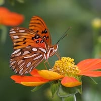 Gulf fritillary butterfly.