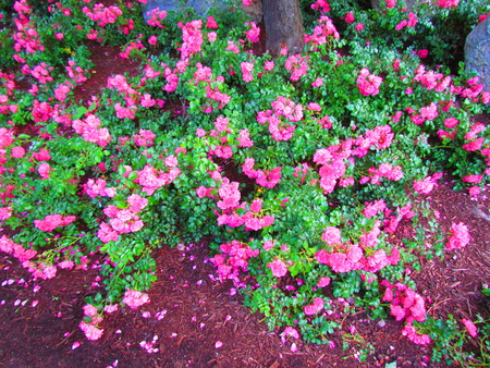 pink flower bed - bright, flowers, pretty, pink