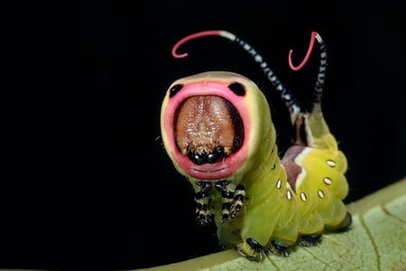 PUSS MOTH CATERPILLAR - sting, herbivor, caterpillar, bug, puss moth, dangerous