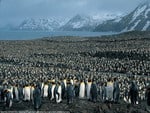 PENGUIN COLONY