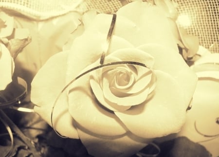 Delicate rose - beauty, soft, delicate, light, rose, brightness, white rose, petals, beautiful, ribbon, flower