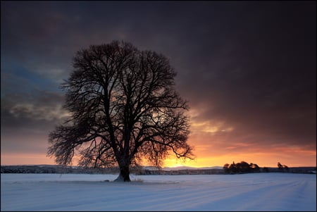 Winter sunrise - winter, landscape, beautiful, frozen, sun, sky, background, morning, clouds, gold, image, tree, nature, sunrise, snow, cold