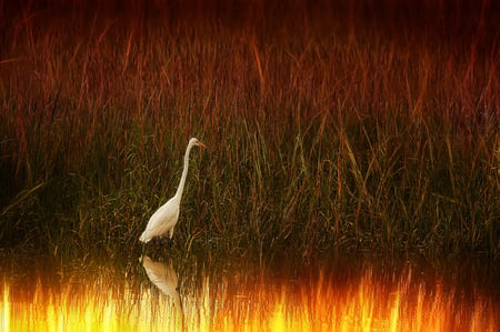 White egret - egret, birds, white, beauty, lake, animals