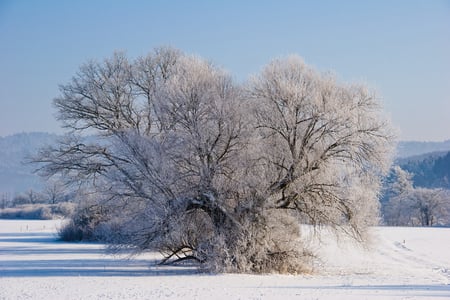 Winter time - winter, landscape, beauty, frozen, time, white, background, field, image, tree, nature, snow, cold