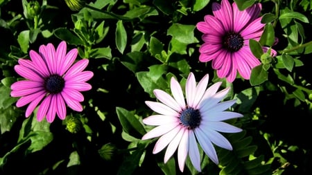 Osteospermum - flowers, pink, pretty, brilliant