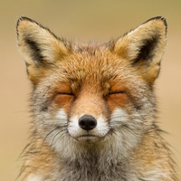 ZEN FOX