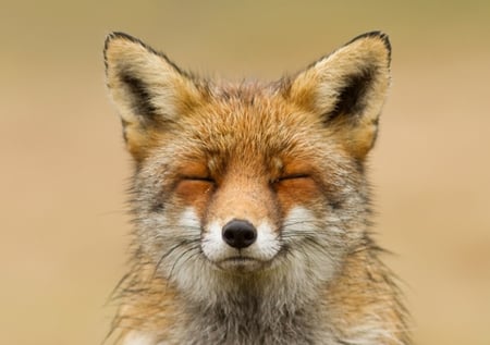 ZEN FOX - zen, wildlife, canine, wild, fox, dog