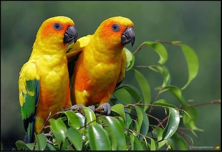 SUN CONURES - bright, parrots, flight, leaves, feathers, birds, colorful