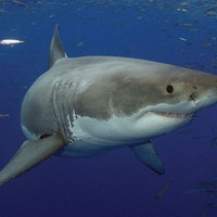 GREAT WHITE SHARK CLOSEUP