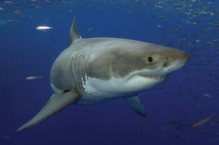 GREAT WHITE SHARK CLOSEUP - dangerous, great white shark, shark, predator, hunter, big, sea life, fish, deadly, underwater