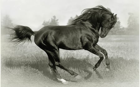 ~~~ - thoroughbred, free, horse, photography, animal, bw