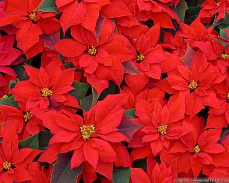 Christmas Flowers - christmas, flowers, red, poinsettias