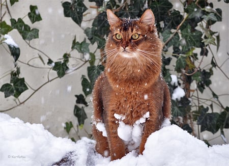 Schnekluetersammler - cat, animals, snow, red