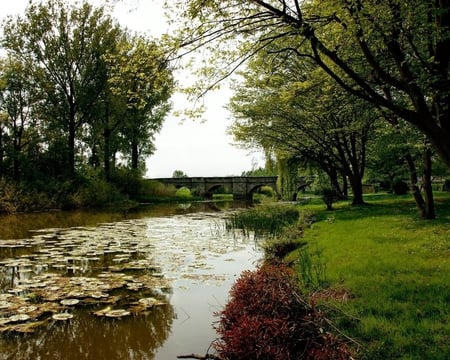 Bridge in the park. - cloud, sky, pond, waterlily, bridge, tree, park