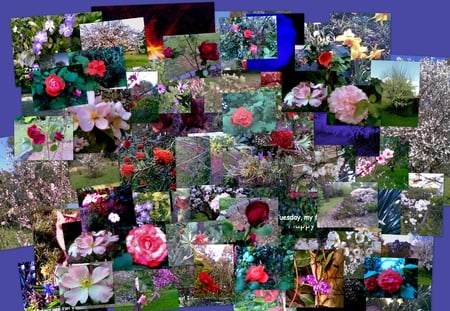 My garden - roses, yellow, blue, HD, pink, flowers, collages, red, garden