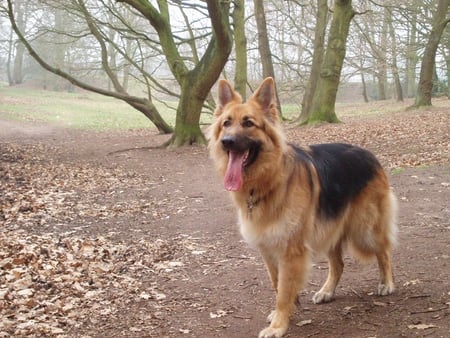 Jazz in the Park - happy and content, jazz, beautiful dog, german shepherd