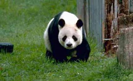 GIANT PANDA - white, walking, panda, black